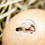 Hatching egg on nest-min